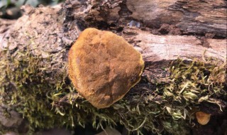 什么人不能喝桑黄 哪些人不能喝桑黄