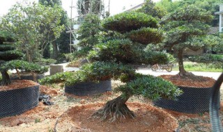 贵州罗汉松造型制作方法 罗汉松如何造型