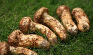 松茸有哪些功效和作用? 吃松茸有哪些好处
