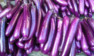 茄子的种植方法 茄子如何种植