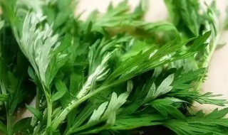 艾草种子种植方法 艾草种子怎么种植