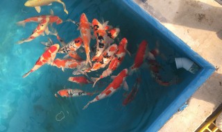 锦鲤饲养方法 锦鲤怎么饲养