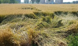 倒伏小麦怎样收割 倒伏小麦收割方法