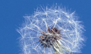 蒲公英怎么存放 储存蒲公英的方法