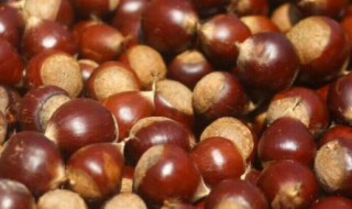 毛栗怎么存放 保存毛栗子得方法