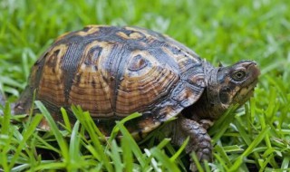 珍珠龟冬眠的方法 珍珠龟如何冬眠