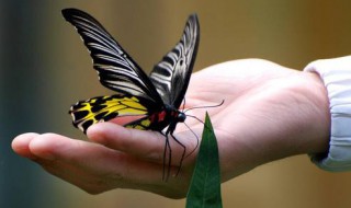 描写蝴蝶的句子小学生 描写蝴蝶的句子