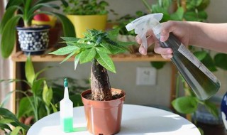 养花的营养液怎么用 养花的营养液用法介绍