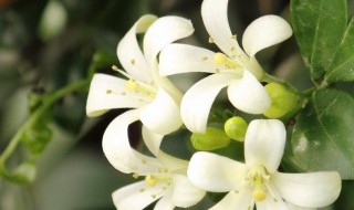 九里香的养殖方法和注意事项有哪些 九里香的养殖方法和注意事项列述