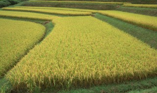 世界上最早种植水稻的国家是哪个 世界上最早种植水稻的国家是不是中国