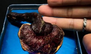 灵芝的正确吃法与用量是怎样的 灵芝怎么吃