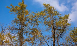 由秋入冬优美的句子 由秋入冬的句子如下