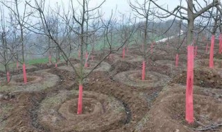 冬季果树种植方法及注意事项 冬季果树种植方法及注意事项简单介绍