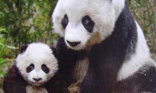 大熊猫在地球上生活了多少年 大熊猫生活的时间介绍