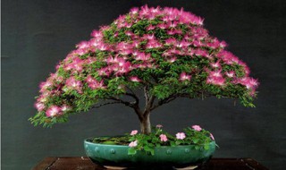 春季花类盆景的管理方法 春季花类盆景的管理方法简单介绍