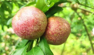 三华李的种植技术是怎样的 三华李如何种植