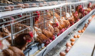 养鸡供水方法 养鸡供水方法如下