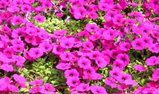 矮牵牛的种植方法 矮牵牛怎么种植