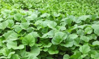 冬寒菜的种植方法和时间 冬寒菜如何种植