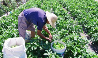 辣椒育苗方法 辣椒育苗方法有哪些呢