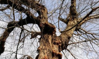 榆树长旺方法 榆树如何长得旺