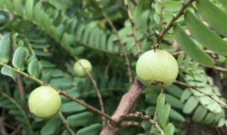 油甘子苗的种植方法 油甘子苗人如何养殖