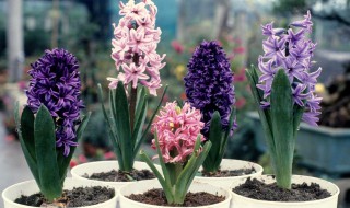 养花卉植物的方法 如何养花卉植物