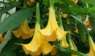 黄花曼陀罗养殖方法和注意事项 黄花曼陀罗如何养殖