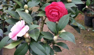 云南山茶嫁接方法 云南山茶嫩枝单如何芽嫁接