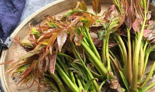 腌制香椿芽要先焯水吗 腌制香椿芽的做法
