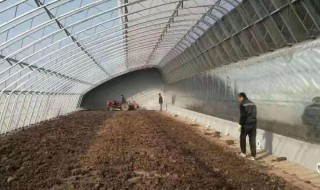 大棚内低温潮湿如何解决 大棚内低温潮湿的解决方法