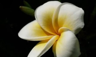 鸡蛋花剪枝技巧 鸡蛋花如何剪枝