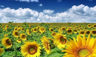 向日葵北方种植时间和方法 向日葵的种植方法介绍