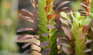 多肉龙骨的养护方法 如何养殖龙骨花