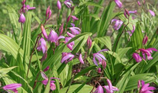 白芨怎样种植 白芨的种植方法