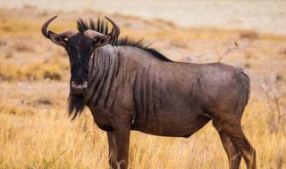 角马是马还是牛 角马是什么