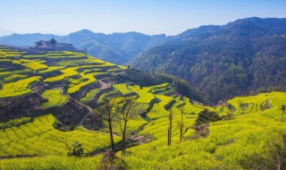 国内有哪些油菜花观赏地 国内油菜花观赏地简单介绍