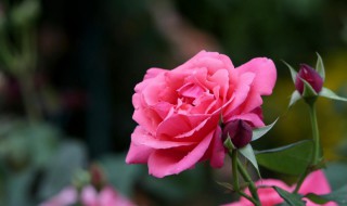 月季移栽的修剪方法 怎么修剪移栽的月季