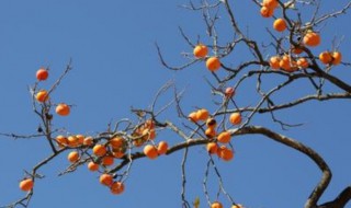 柿子树夏季修剪技巧 柿子树夏季如何修剪