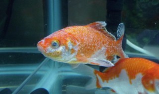 哪些鱼会保护自己的小鱼 会保护小鱼的大鱼种类介绍