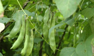 芸豆种植方法 芸豆怎么种植