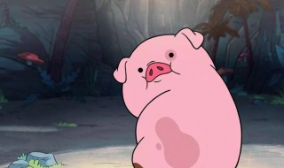 猪的耳朵像什么形状 猪的简单介绍