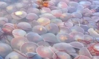 海边透明的果冻是什么 海边透明的果冻是什么东西