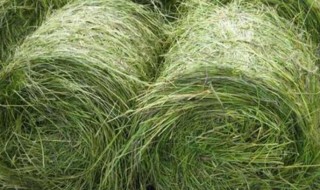 牧草种植季节与方法 牧草什么时候种植好