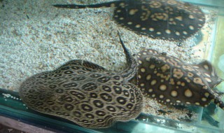 魟鱼养殖方法介绍 淡水魟鱼如何养殖