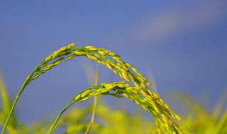 水稻种植管理方法 水稻的管理方法