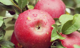 苹果属于什么性水果 温性水果有哪些