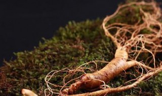 野山参怎么存放 如何保存野山参