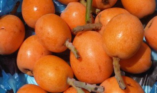 枇杷怎么存放 怎么存放枇杷的方法介绍