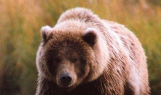 熊会冬眠么 熊是否会冬眠